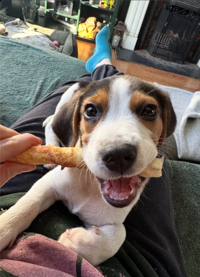 A beagle puppy happily chewing a treat on the sofa