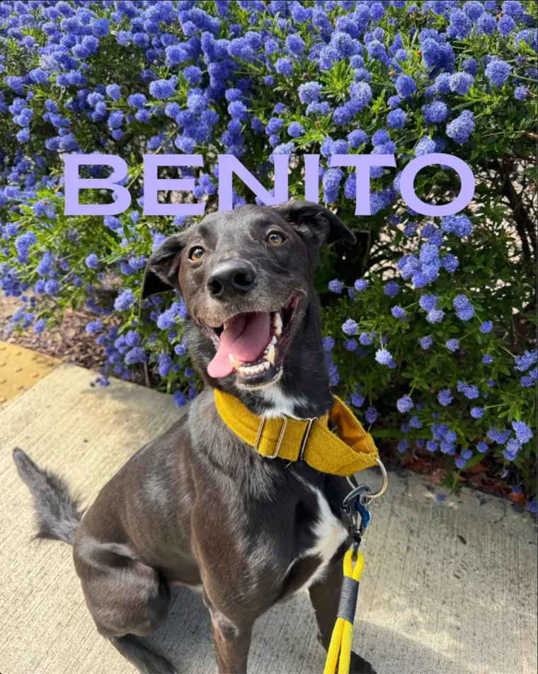 Benito, a black lurcher with a mustard collar, grinning in front of blue flowers