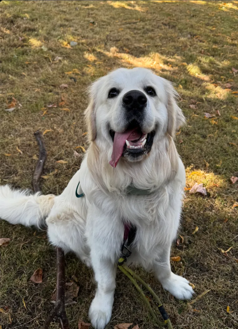A golden retriever sitting on autumn leaves, tongue out