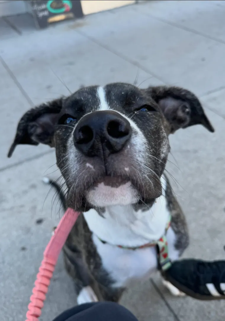 Goose booping the camera with her nose
