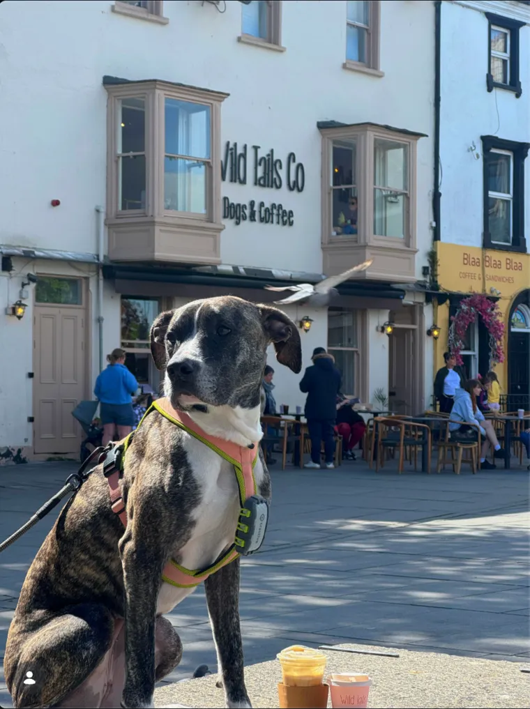 Goose sitting outside Wild Tails Co, a dog café