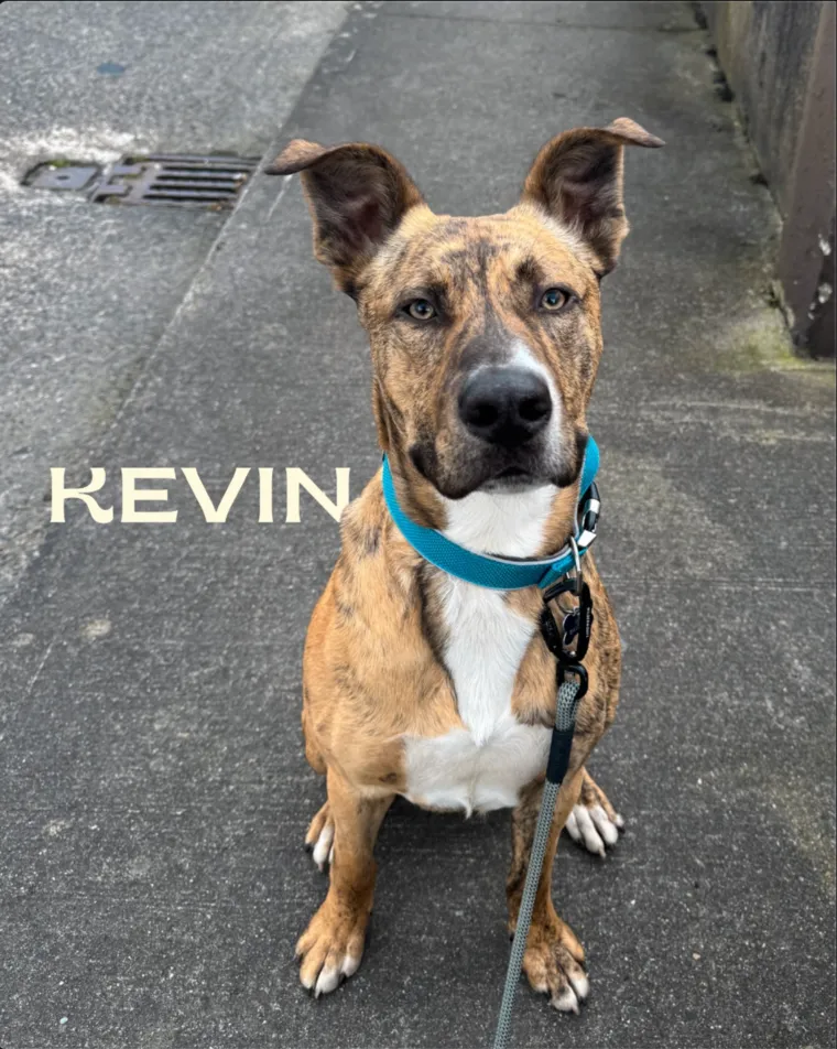 Kevin, a brindle dog with big ears and a teal collar, sitting nicely