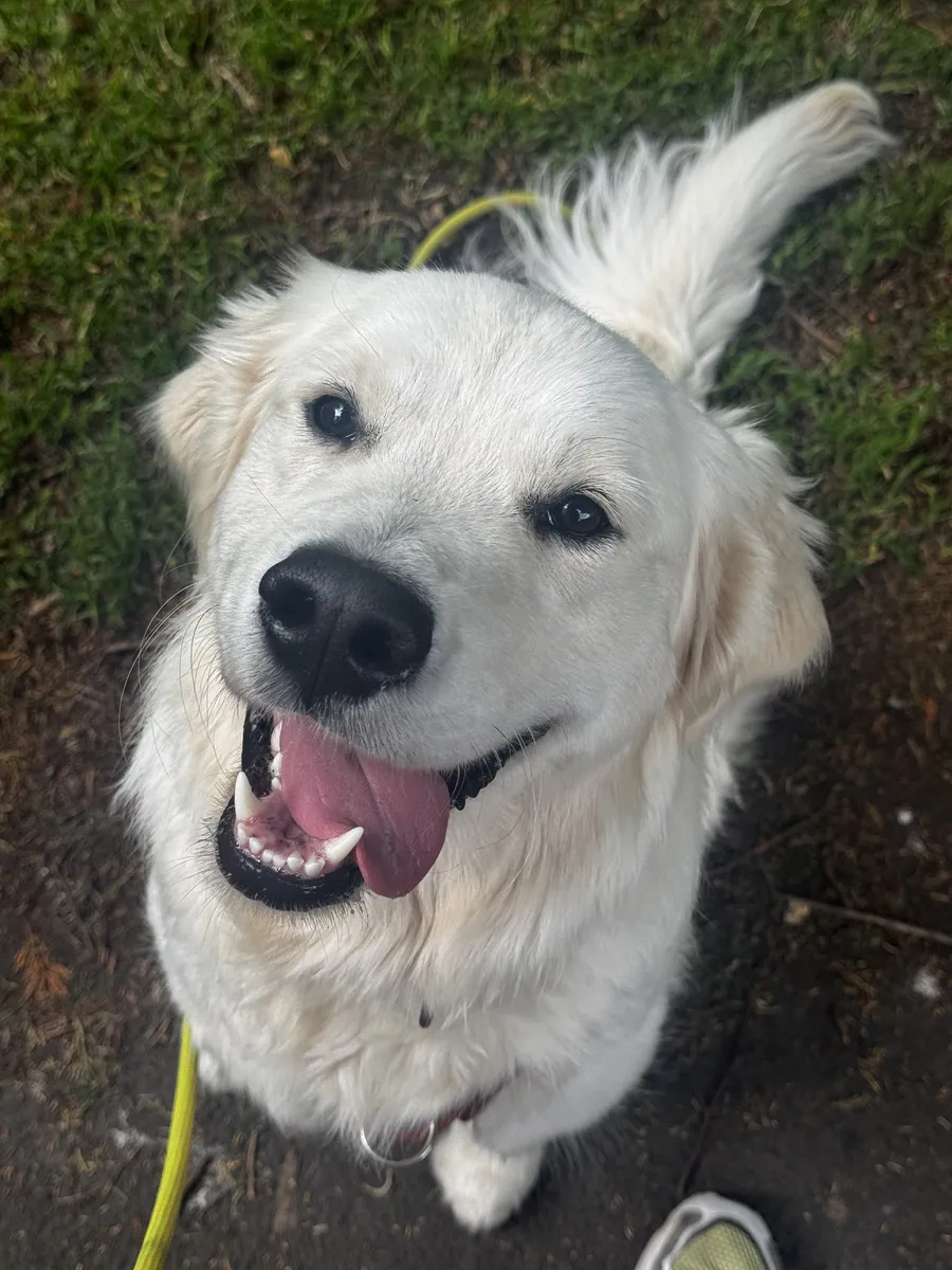 Luna, a fluffy white dog, grinning with her tongue out