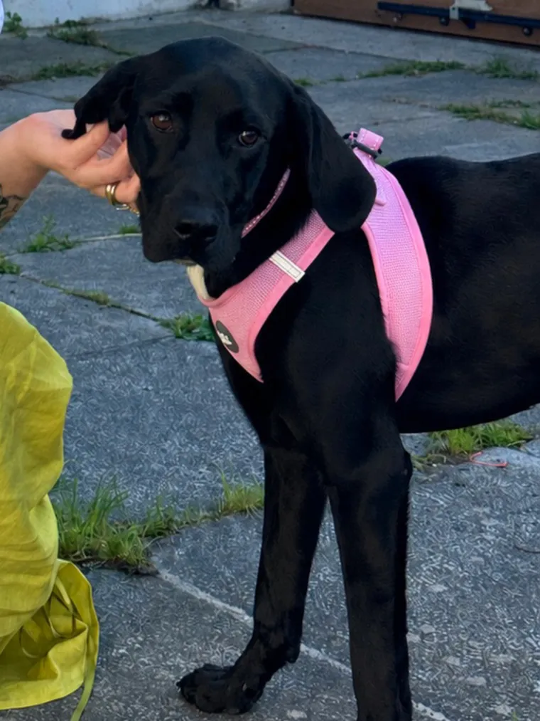Púca, a black puppy in a pink harness