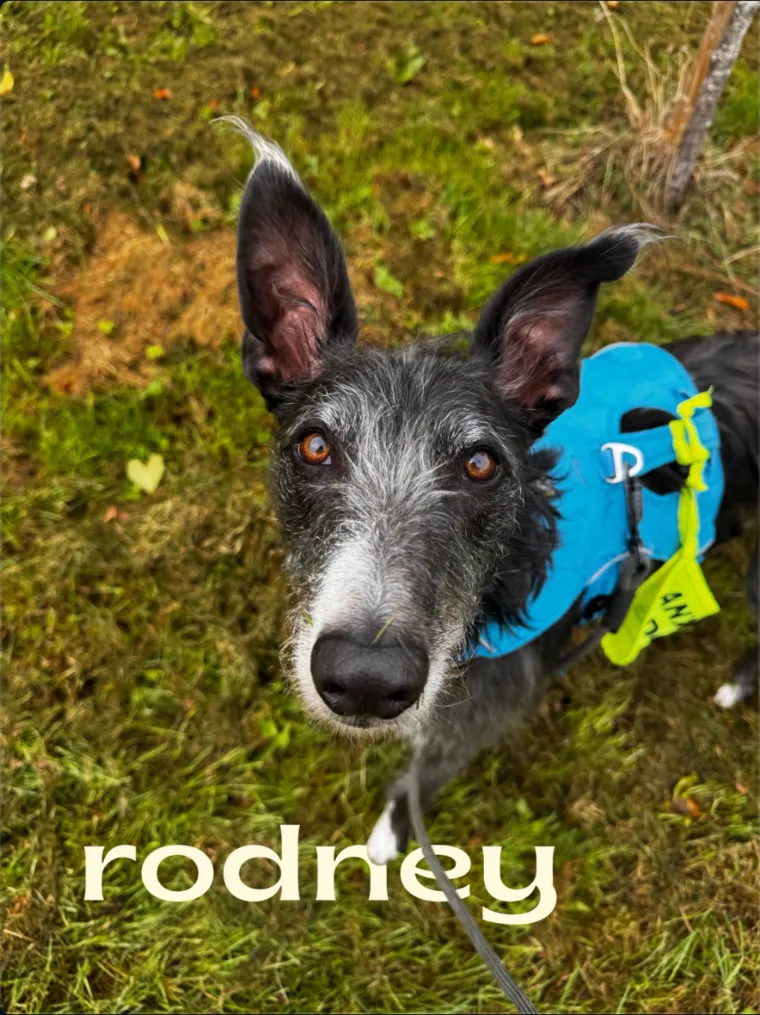 Rodney, a grey lurcher in a blue harness, gazing up