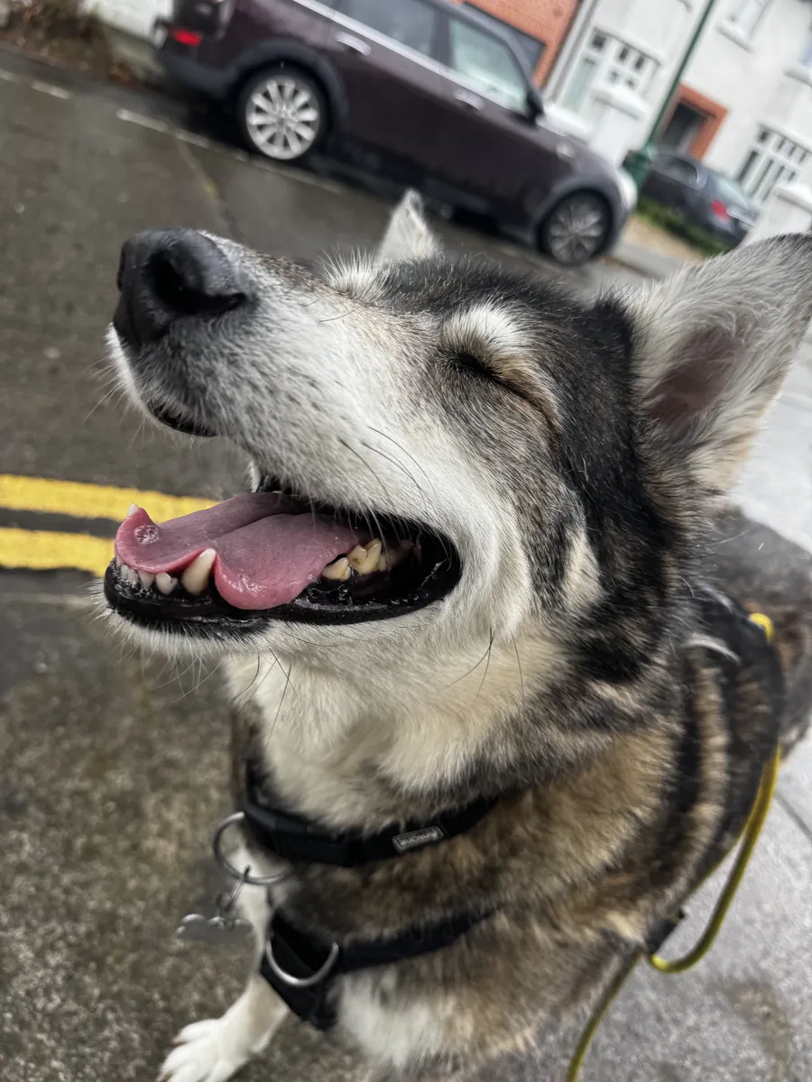 A grey-muzzled husky-type dog with a big happy face