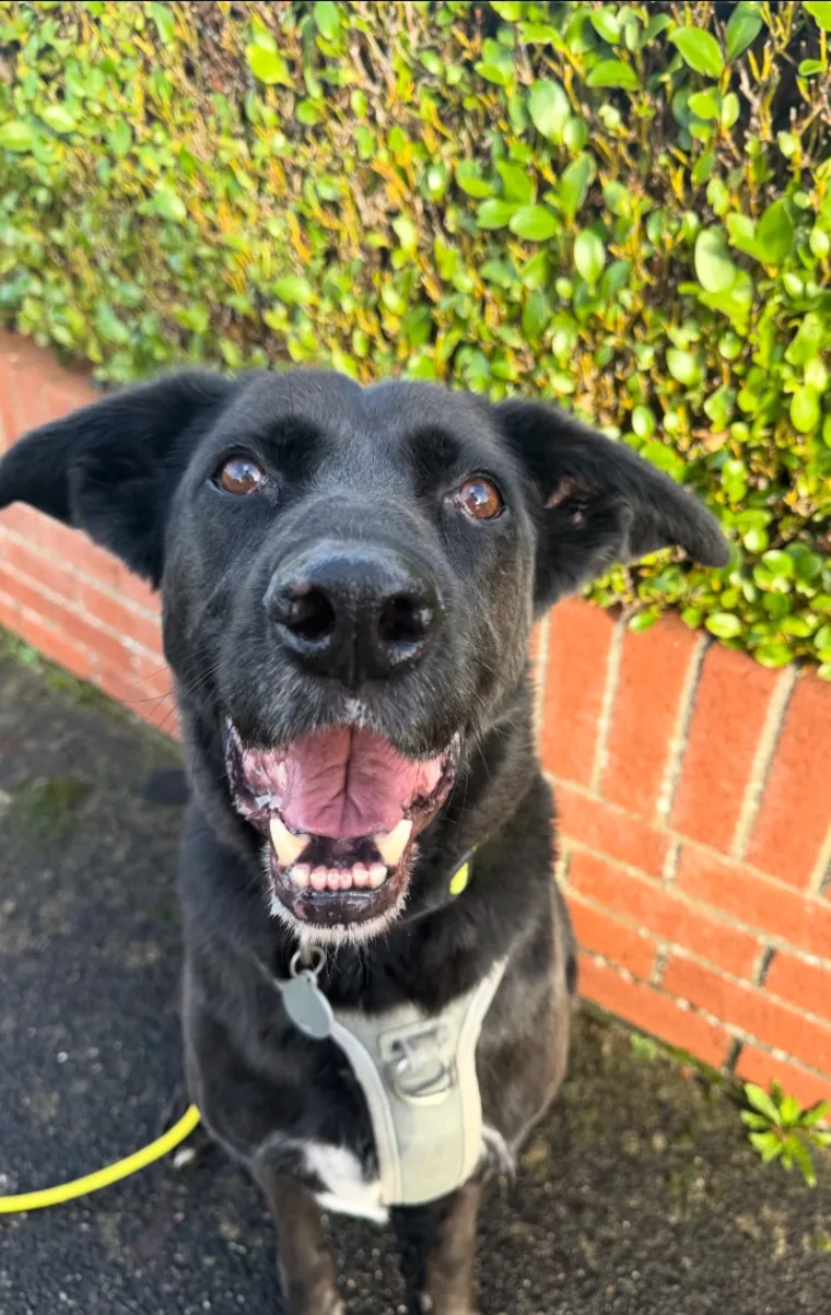 A black dog with a huge open-mouthed smile in front of a hedge