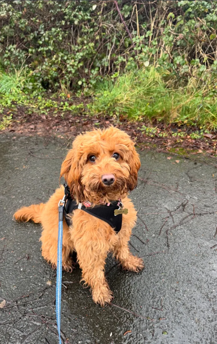 Zola, a red cockapoo in a black harness, sitting on a wet path